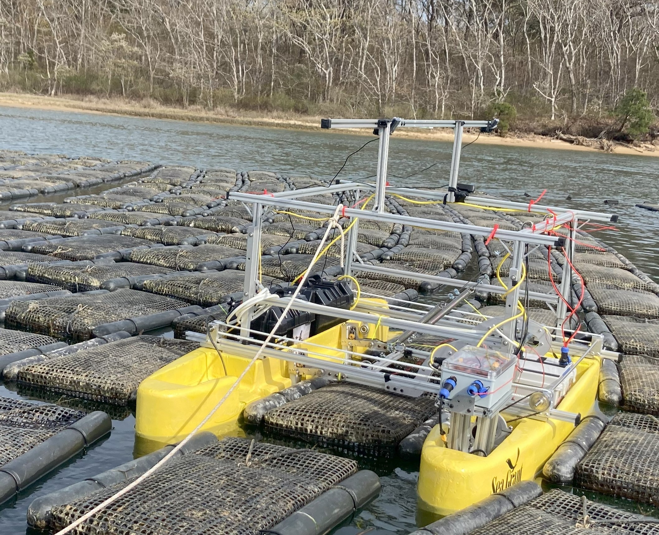 Flippy inside of an oyster field